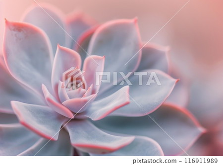 Close-Up of a Pink and Blue Succulent 116911989