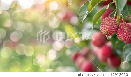 Lychee Fruit Branch in Sunlight 116912060