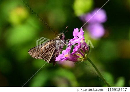 小品牌雨燕 116912227