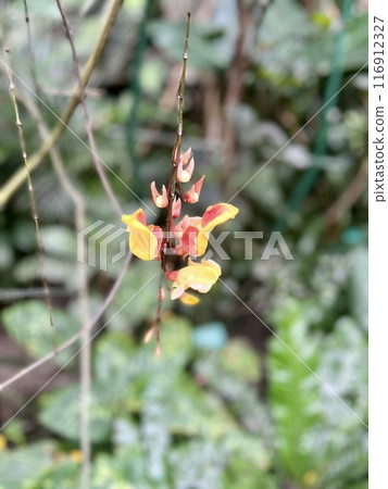 Close up of yellow and red orchid flowers on a branch in the garden Close up of yellow and red orchid flowers on a branch in the garden 116912327