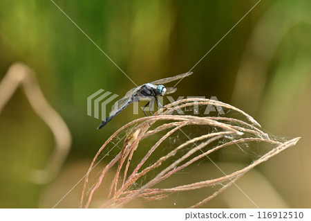 Dragonfly 116912510