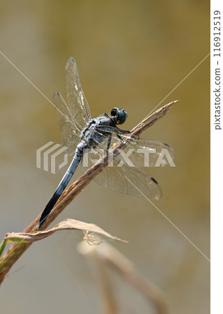 Dragonfly 116912519