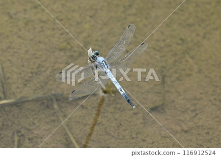 Dragonfly Dragonfly 116912524