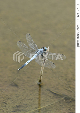 Dragonfly Dragonfly 116912525