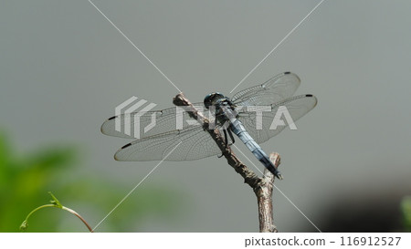 Dragonfly Dragonfly 116912527