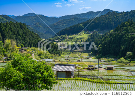 愛知縣新城市新種植的四穀千枚田稻田 116912565