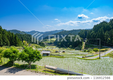 Newly planted rice fields in Shinshiro City, Aichi Prefecture Newly planted rice fields in Shinshiro City, Aichi Prefecture 116912566