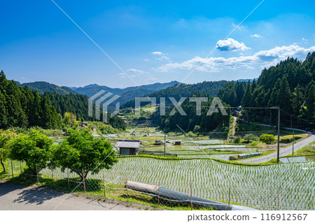 Newly planted rice fields in Shinshiro City, Aichi Prefecture 116912567