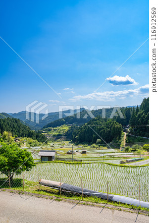 Newly planted rice fields in Shinshiro City, Aichi Prefecture Newly planted rice fields in Shinshiro City, Aichi Prefecture 116912569
