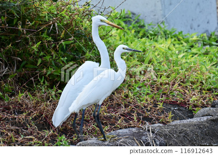 白鷺鷥（白鷺鷥） 116912643