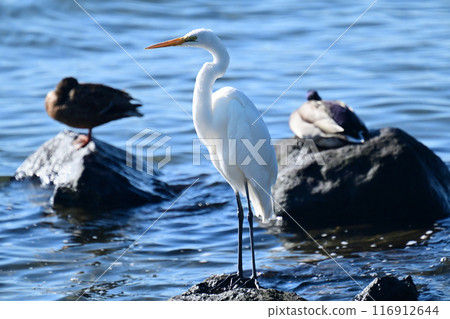 白鷺鷥（白鷺鷥） 116912644