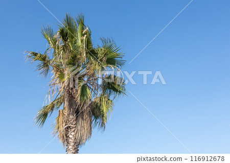 Palm Tree Against Clear Blue Sky 116912678