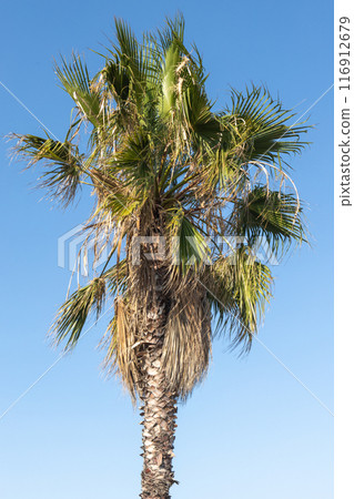 Tall Palm Tree Against Clear Blue Sky 116912679