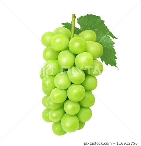 Shine Muscat illustration realistic Shine Muscat illustration realistic 116912756