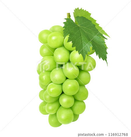 Shine Muscat illustration realistic Shine Muscat illustration realistic 116912768