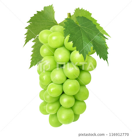 閃耀馬斯喀特插畫現實 閃耀馬斯喀特插畫現實 116912770