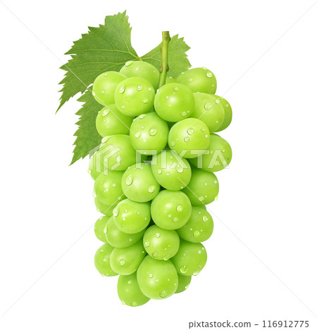 Shine Muscat illustration realistic Shine Muscat illustration realistic 116912775