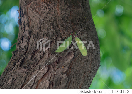 Tree trunk, bark with deep cracks and two green pea-like pods growing on it against the blurred background of tree foliage and gaps in the blue sky with a bokeh effect Tree trunk, bark with deep cracks and two green pea-like pods growing on it against the blurred background of tree foliage and gaps in the blue sky with a bokeh effect 116913120