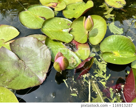 Water lily in a pond with green leaves and red flowers. Water lily in a pond with green leaves and red flowers. 116913287