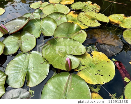 Water lily in a pond with green leaves and red flowers. Water lily in a pond with green leaves and red flowers. 116913288