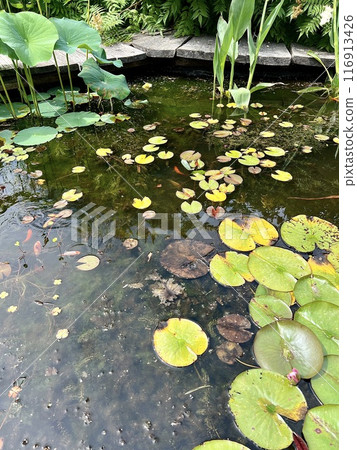 Lotus pond with water lily and leaves with Koi fish swimming in the pond in the garden. Lotus pond with water lily and leaves with Koi fish swimming in the pond in the garden. 116913426