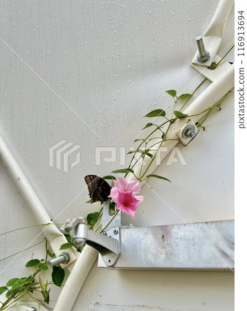 Butterfly on the lock of a white wooden door with flowers Butterfly on the lock of a white wooden door with flowers 116913694