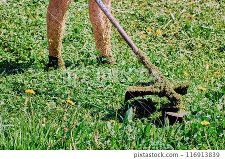 Weed eater spool head rotating on dandelion field, directed by lawn care expert. 116913839