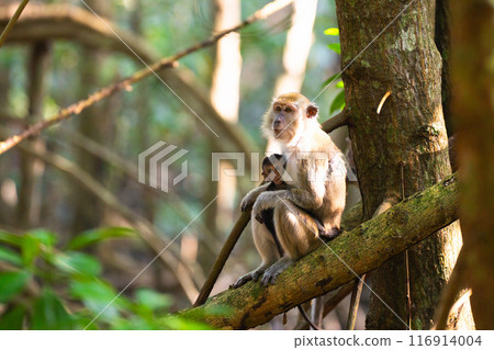 Monkey with newborn baby. Macaque in jungle. Monkey with newborn baby. Macaque in jungle. 116914004