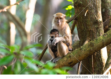 Monkey with newborn baby. Macaque in jungle. Monkey with newborn baby. Macaque in jungle. 116914006