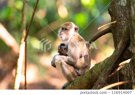Monkey with newborn baby. Macaque in jungle. Monkey with newborn baby. Macaque in jungle. 116914007