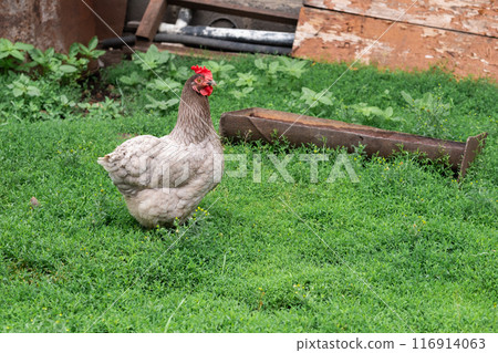 A beautiful gray hen with a red comb walks in the backyard and browses the green grass. A beautiful gray hen with a red comb walks in the backyard and browses the green grass. 116914063