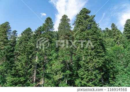 Tall green pines against a blue sky 116914568