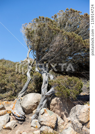 Twisted Tree with Rocky Background Twisted Tree with Rocky Background 116914724