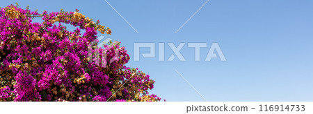 Pink Bougainvillea Against Clear Blue Sky, Copy space Pink Bougainvillea Against Clear Blue Sky, Copy space 116914733