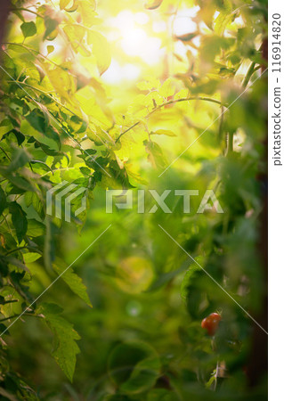 Green tomato leaves in the garden, selective focus Green tomato leaves in the garden, selective focus 116914820
