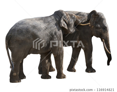 Two adult elephants playing with each other on isolated background Two adult elephants playing with each other on isolated background 116914821