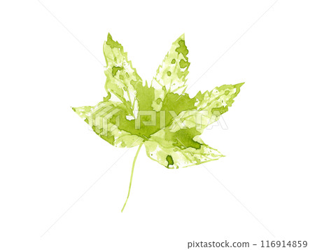 Single watercolor green maple leaf. Leaf imprint with aquarelle splash, stain. Forest plant, woodland. Floral illustration. Botanical element for posters, texture, frame, cards 116914859