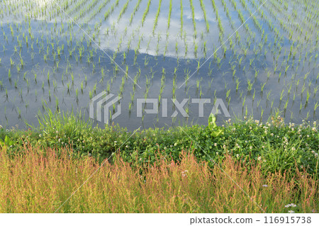 Sorrel flowers on the bank of a rice field in Hakushu Town, Hokuto City Sorrel flowers on the bank of a rice field in Hakushu Town, Hokuto City 116915738