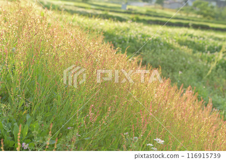Sorrel flowers on the bank of a rice field in Hakushu Town, Hokuto City Sorrel flowers on the bank of a rice field in Hakushu Town, Hokuto City 116915739