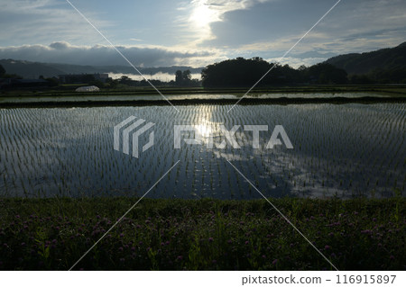 清晨的陽光照射在北斗市白州町的稻田上。 清晨的陽光照射在北斗市白州町的稻田上。 116915897