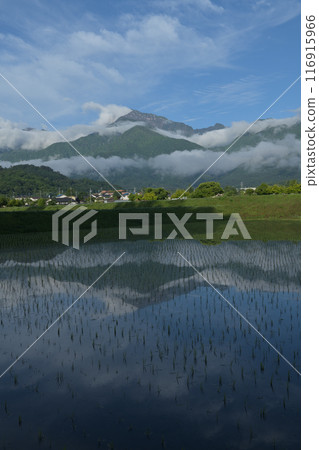 北斗市白州町種植的稻田中倒映著南阿爾卑斯山的凱駒岳 116915966
