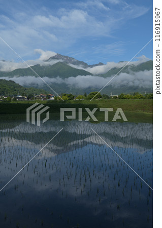 北斗市白州町種植的稻田中倒映著南阿爾卑斯山的凱駒岳 116915967