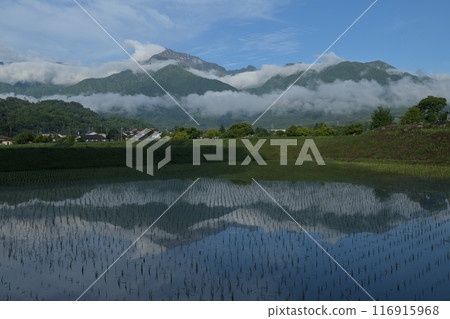 北斗市白州町種植的稻田中倒映著南阿爾卑斯山的凱駒岳 北斗市白州町種植的稻田中倒映著南阿爾卑斯山的凱駒岳 116915968