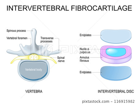 Intervertebral disc structure. Vertebra anatomy. Spinal Column Intervertebral disc structure. Vertebra anatomy. Spinal Column 116915982