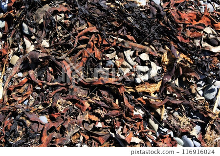 Dry sea grass on the beach on a sunny day. 116916024