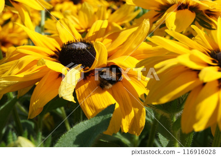 A Bumblebee pollinates a flower. Bumblebee on a yellow flower. A Bumblebee pollinates a flower. Bumblebee on a yellow flower. 116916028