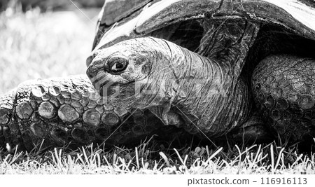 A peaceful turtle enjoys a sunny day on vibrant green grass, its scaly limbs and domed shell on full display against the bright backdrop. Black and white photography. A peaceful turtle enjoys a sunny day on vibrant green grass, its scaly limbs and domed shell on full display against the bright backdrop. Black and white photography. 116916113