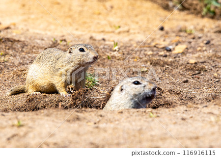 Two European ground squirrels, one peeking from its burrow and another standing guard, are captured in a moment of vigilance on a sunny day. 116916115