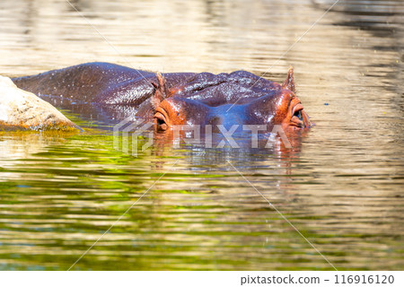 A hippopotamus emerges partially from reflective waters, bathed in sunlight, showcasing its textured skin and alert eyes. 116916120