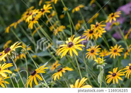 The yellow flowers of rudbeckia blooming in full glory [Asteraceae] 116916285